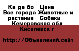 Ка де бо › Цена ­ 25 - Все города Животные и растения » Собаки   . Кемеровская обл.,Киселевск г.